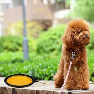 Collapsible Dog Bowl